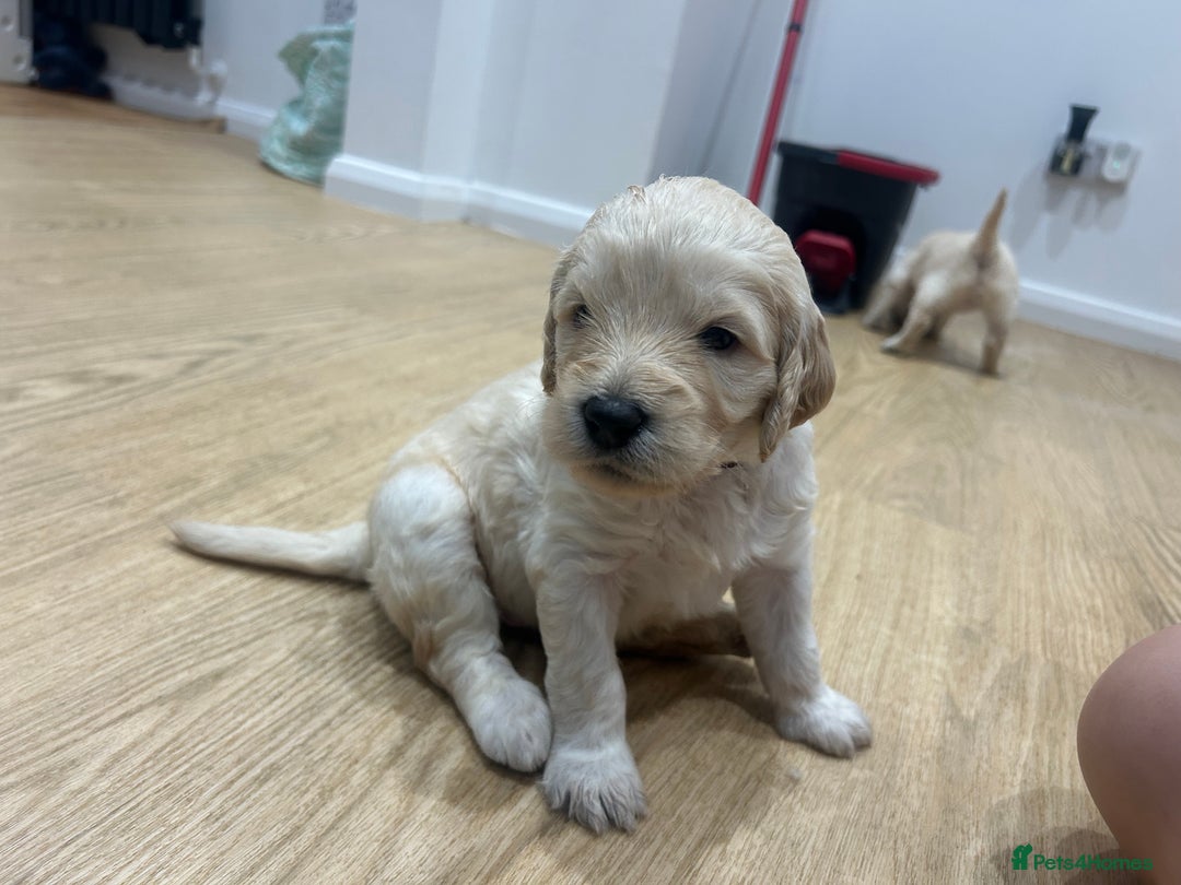 Double Doodle dogs for sale: Double doodles born 24/07/25 1 boy & 4 girls left - Image 32