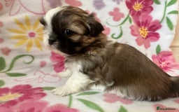 Shih Tzu dogs for sale: Shih Tzu Girls For Sale - Image 2