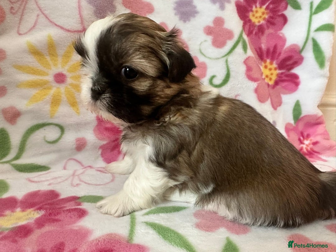 Shih Tzu dogs for sale: Shih Tzu Girls For Sale - Image 2