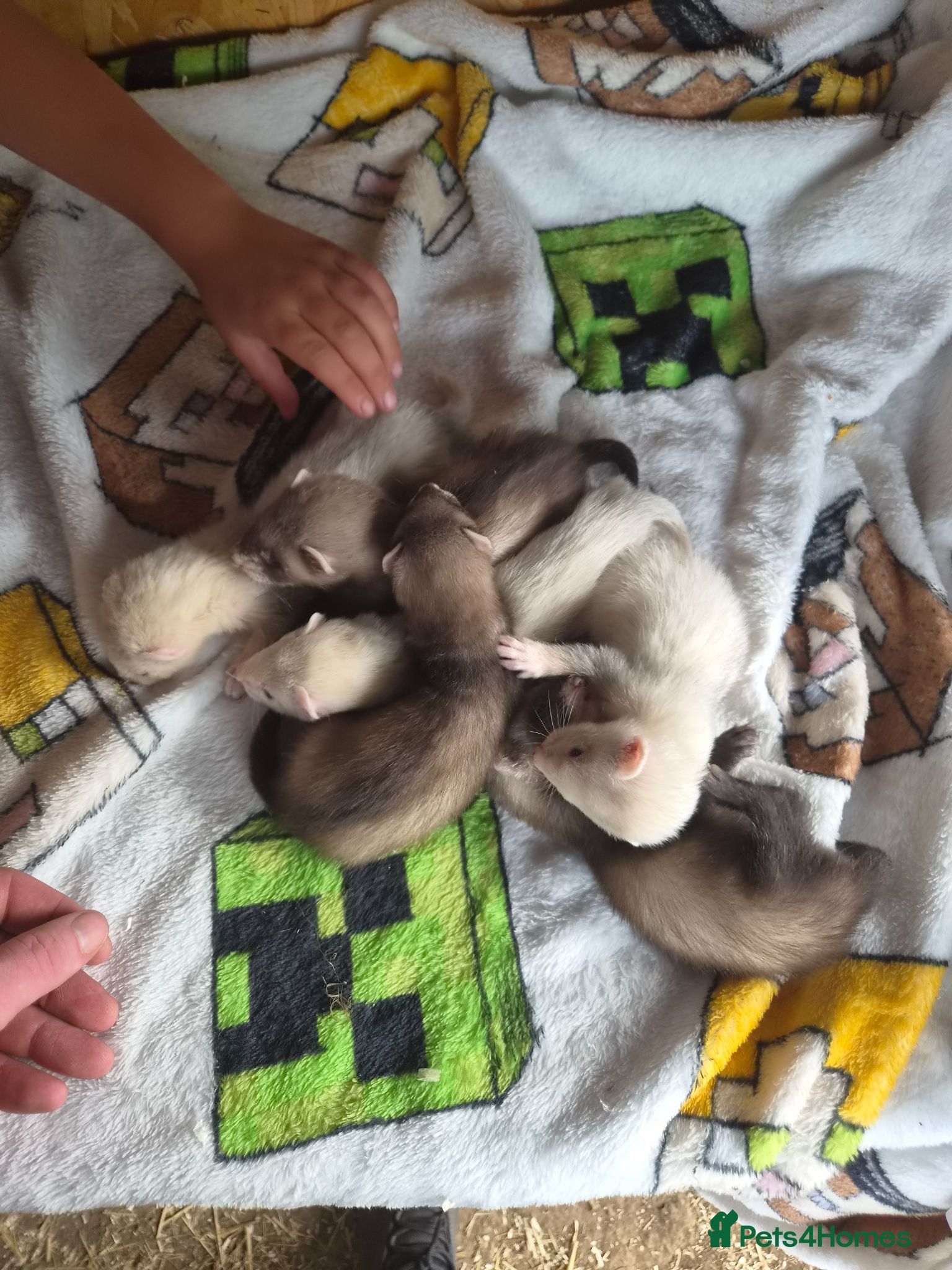 Ferret rodents Silver and polcat kits - Advert 1