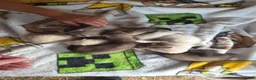 Ferret rodents for sale: Silver and polcat kits - Advert 1