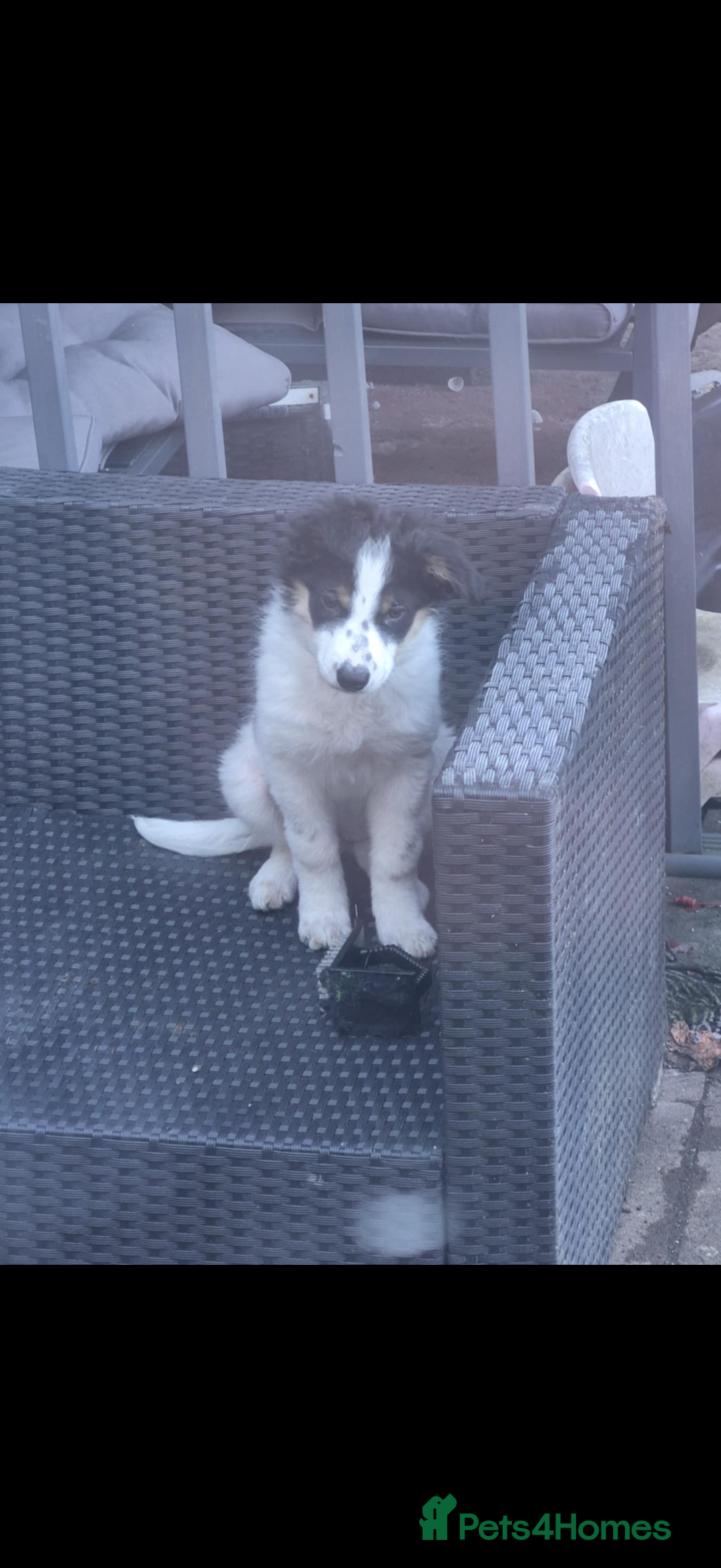 Border Collie dogs for sale: Beautiful border collie - Advert 1