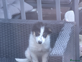 Border Collie dogs Beautiful border collie - Advert 2