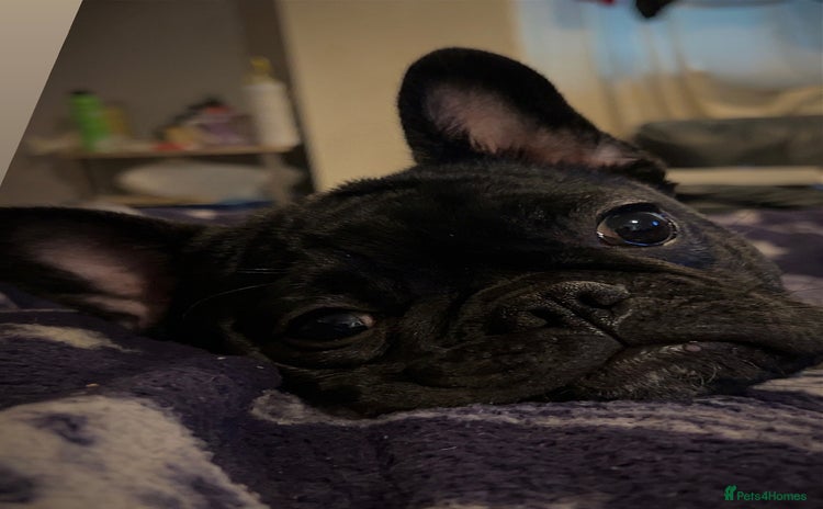 French Bulldog dogs - Advert 3