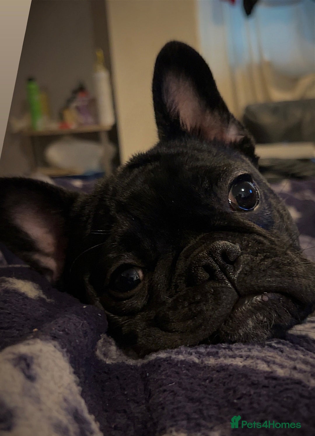 French Bulldog dogs for sale: Black male French bulldog just over 1 year old  - Image 1