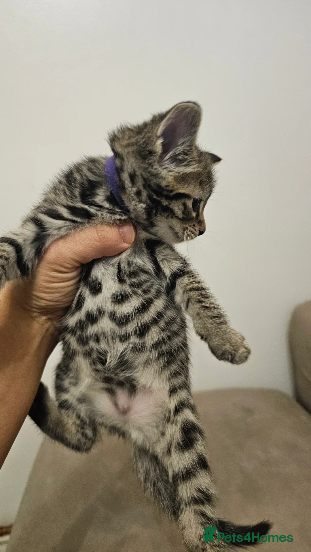 Bengal cats for sale: Bengal kittens - Advert 32