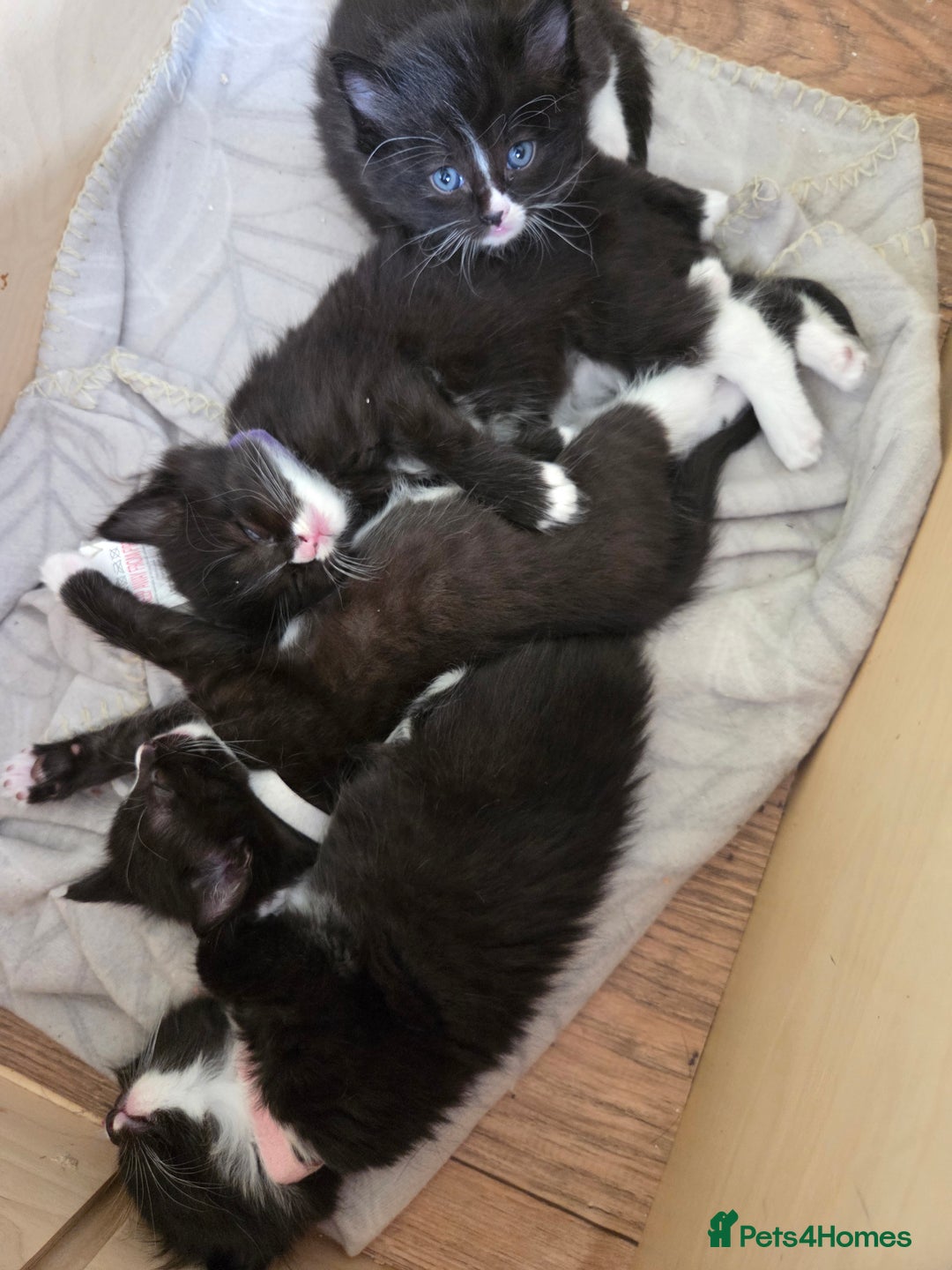 Ragdoll cats for sale: 3 beautiful girls ragdoll x domestic left! - Image 1