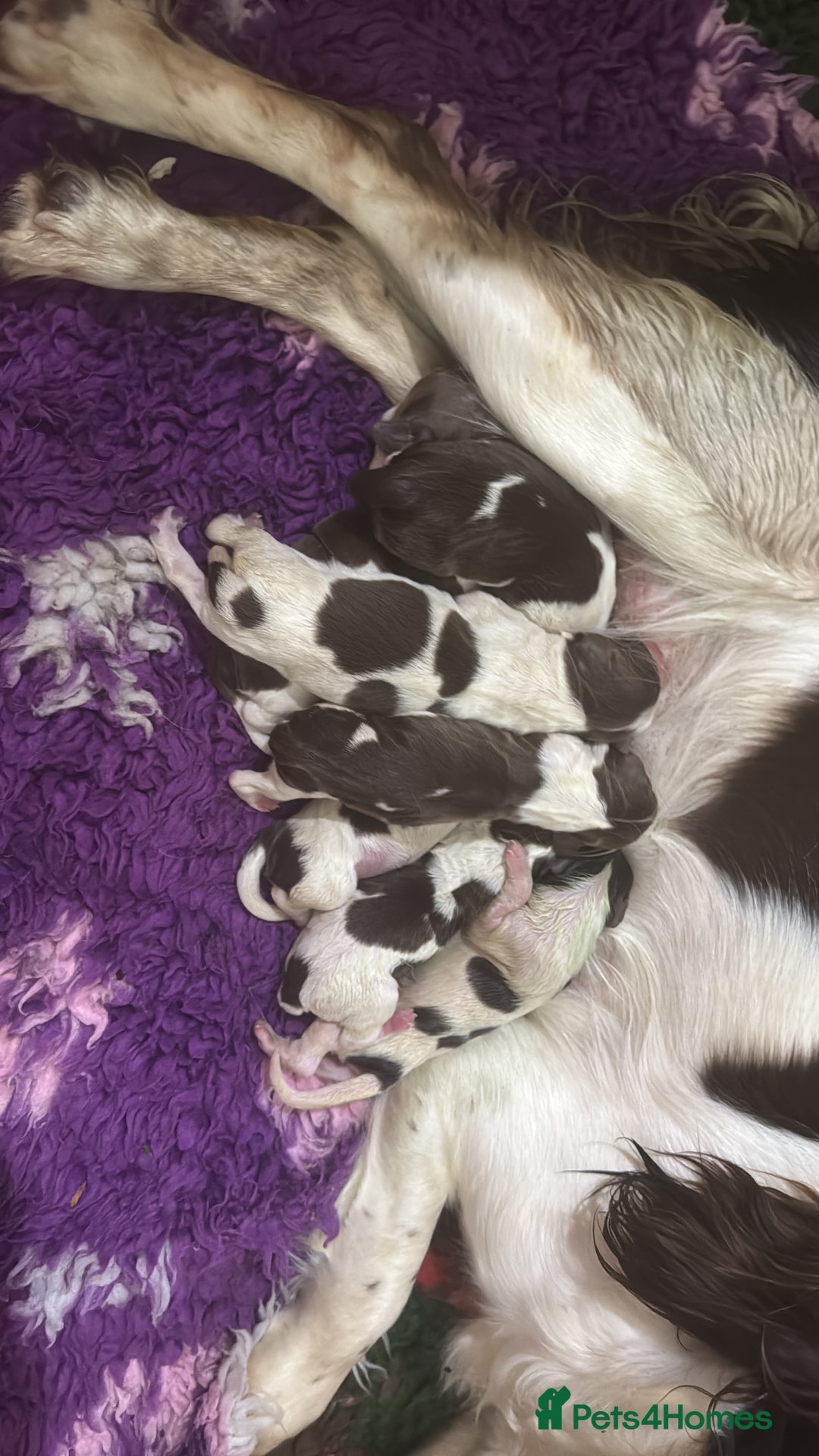 English Springer Spaniel dogs for sale: KC Working English springer spaniel puppies - Advert 24