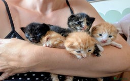Mixed Breed cats for sale: Female and Male Ginger Kittens  - Image 3