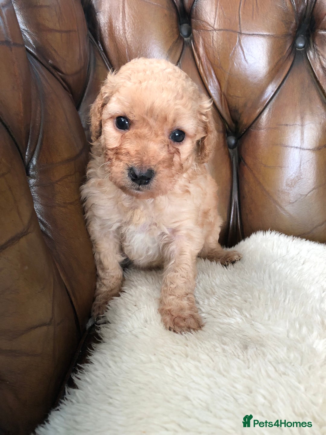 Labradoodle dogs for sale: Miniature Curly-Coated Teddybear Labradoodles  - Advert 17