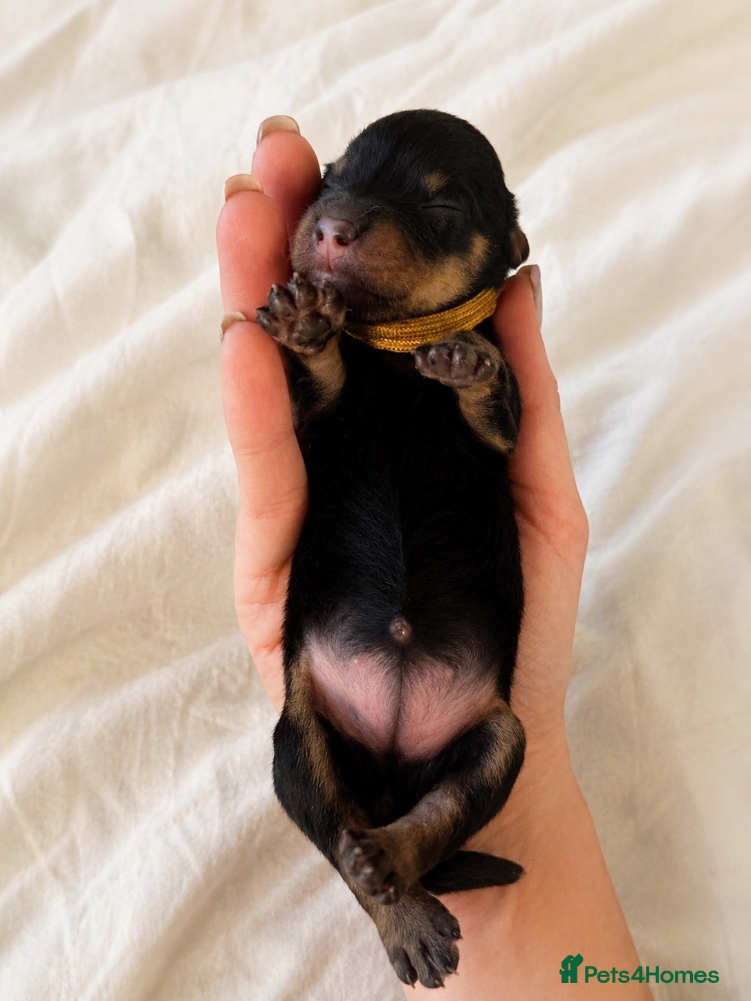 Dachshund dogs ❤️ Beautiful Long Haired Dachshund Puppies - Advert 2