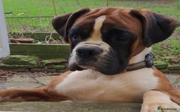 Boxer dogs for sale: ⭐️ HEALTH CHECKED KC REG ⭐️ - Image 4