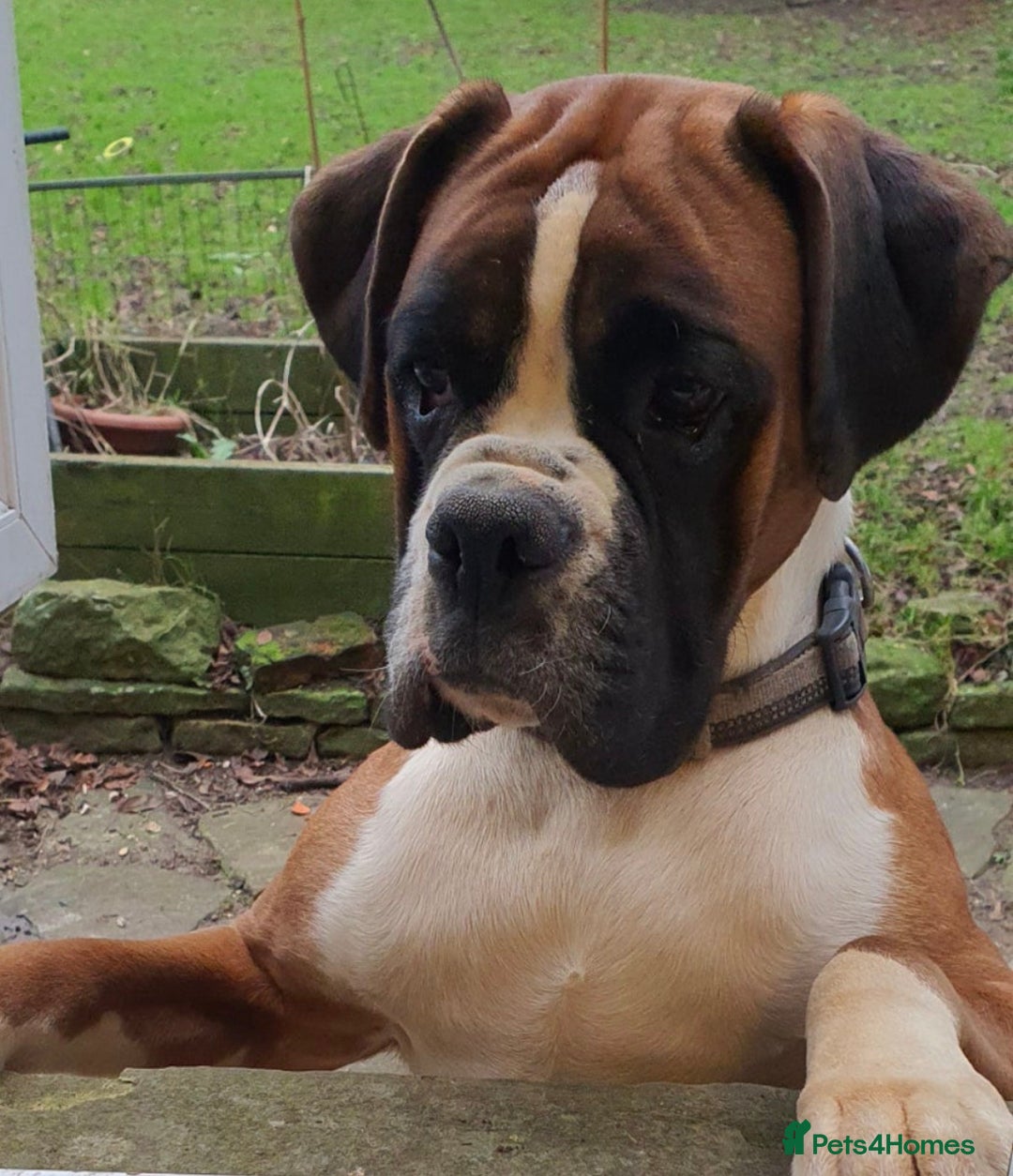 Boxer dogs for sale: ⭐️ HEALTH CHECKED KC REG ⭐️ - Image 4
