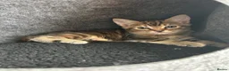 Mixed Breed cats for sale: Kittens  - Advert 4