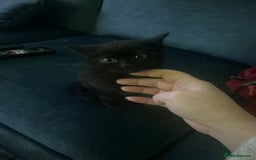 British Longhair cats for sale: 2 black and white kitten - Image 7