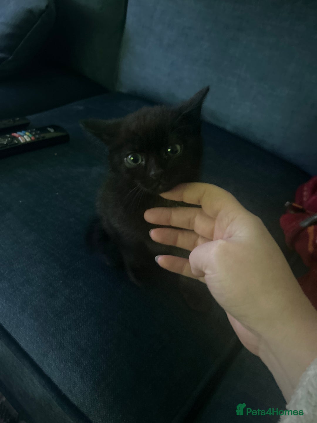 British Longhair cats for sale: 2 black and white kitten - Image 7