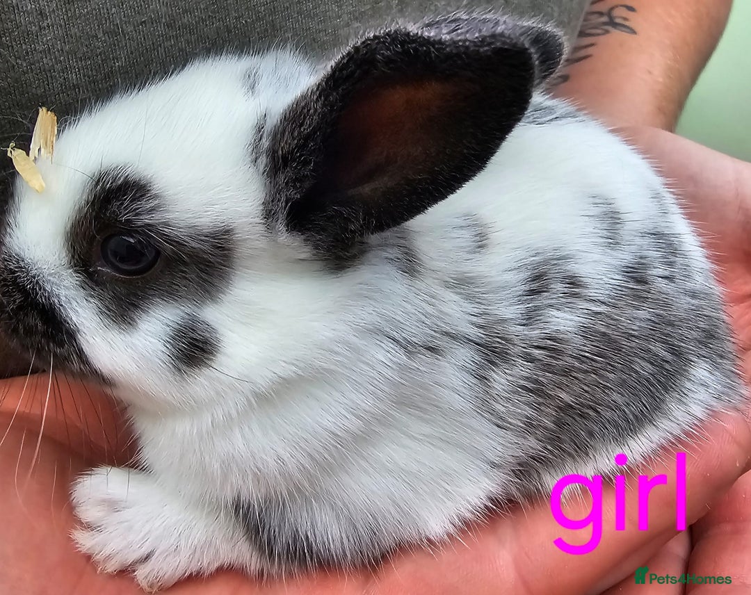 English Spot rabbits for sale: English spot x continental giant  - Image 5