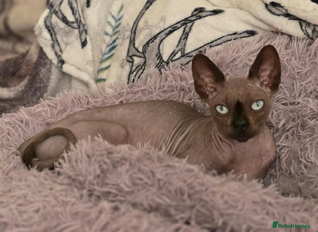 Sphynx cats for sale: Bubbles Looking for a New Lap - Advert 1