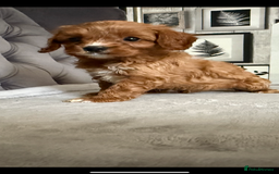 Cavapoo dogs for sale: DNA Health Tested Cavapoos  - Image 8