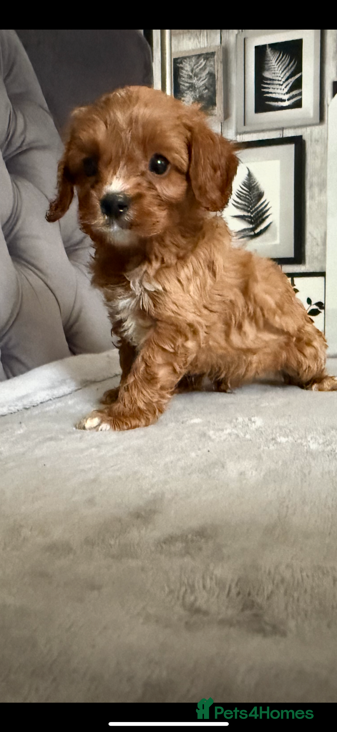 Cavapoo dogs for sale: DNA Health Tested Cavapoos  - Image 8