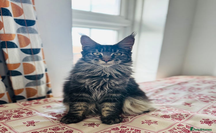 Maine Coon cats - Advert 12