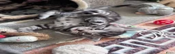Bengal cats for sale: Mixed Bengal Kittens - Advert 3