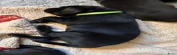 Labrador Retriever dogs for sale: Two Black KC Reg Labrador bitches from litter  in Yelverton - Advert 22