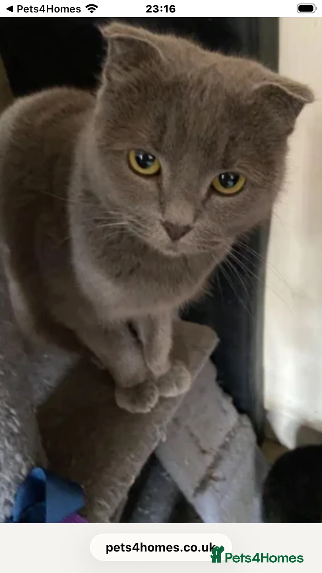 Mixed Breed cats for sale: Mixed breed bengal kitten for sale  - Advert 20
