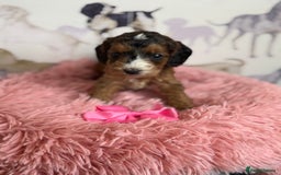 Cockapoo dogs for sale: F1 Cockapoo’s **fully DNA tested** - Image 2