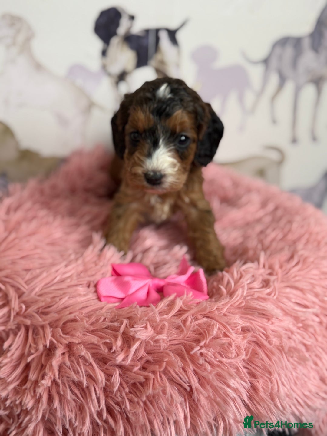 Cockapoo dogs for sale: F1 Cockapoo’s **fully DNA tested** - Image 2