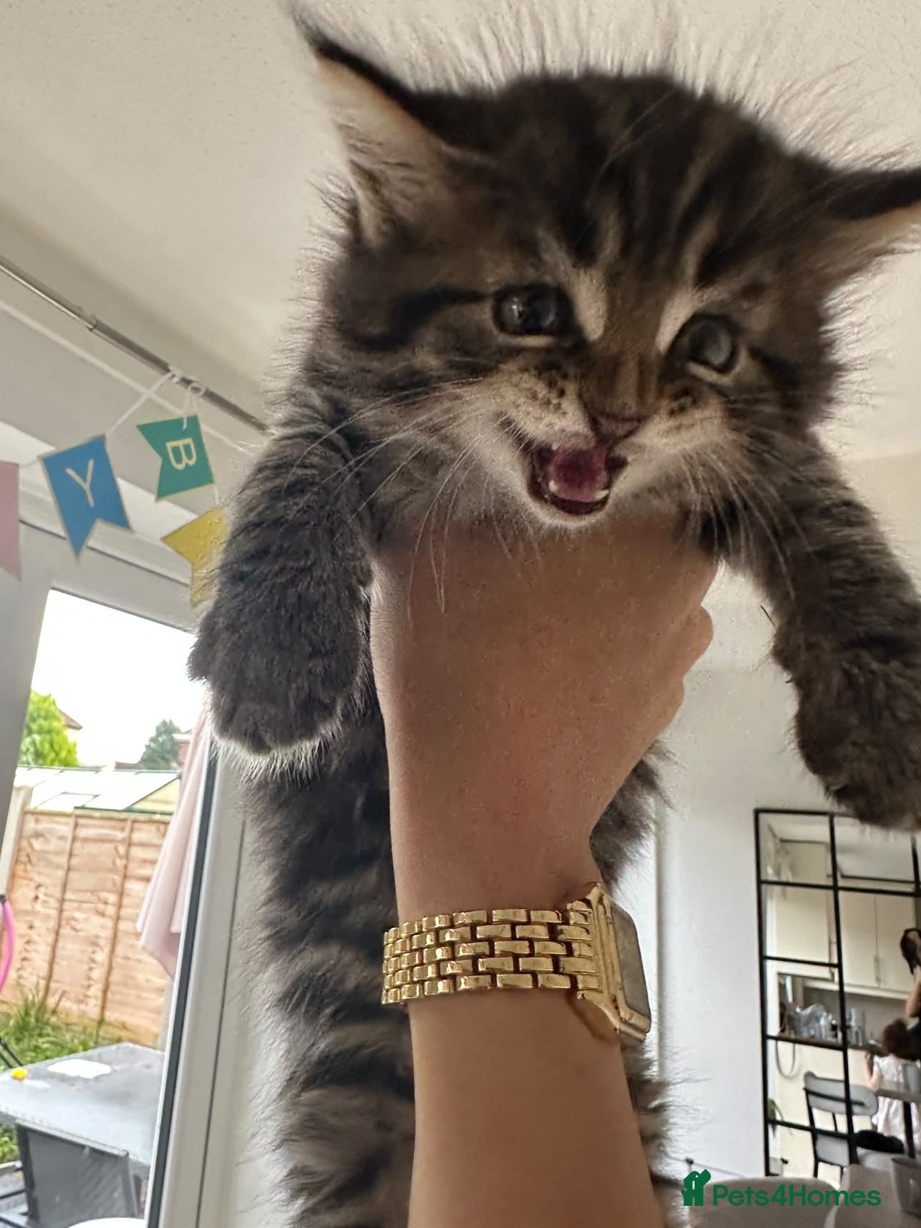 Maine Coon cats Maine Coon Tortoiseshell Girl & Black Boy Kittens - Advert 2