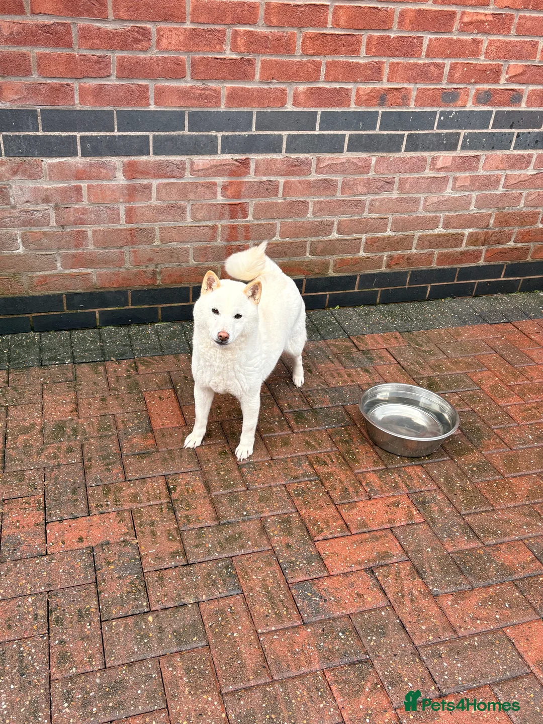 Japanese Shiba Inu dogs for sale: Japanese Shiba Inu - Advert 8