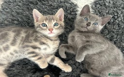 Bengal cats for sale: Stunning Bengal Kittens - TICA Registered - Image 31
