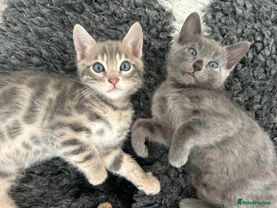 Bengal cats for sale: Stunning Bengal Kittens - TICA Registered - Image 31