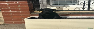 Labrador Retriever 4