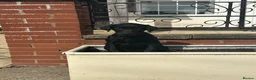 Labrador Retriever dogs for sale: OUTSTANDING LITTER OF BLACK & YELLOW PUPPIES - Advert 9