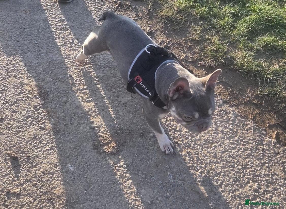 French Bulldog dogs Mable 4 year old female french bulldog  - Advert 1