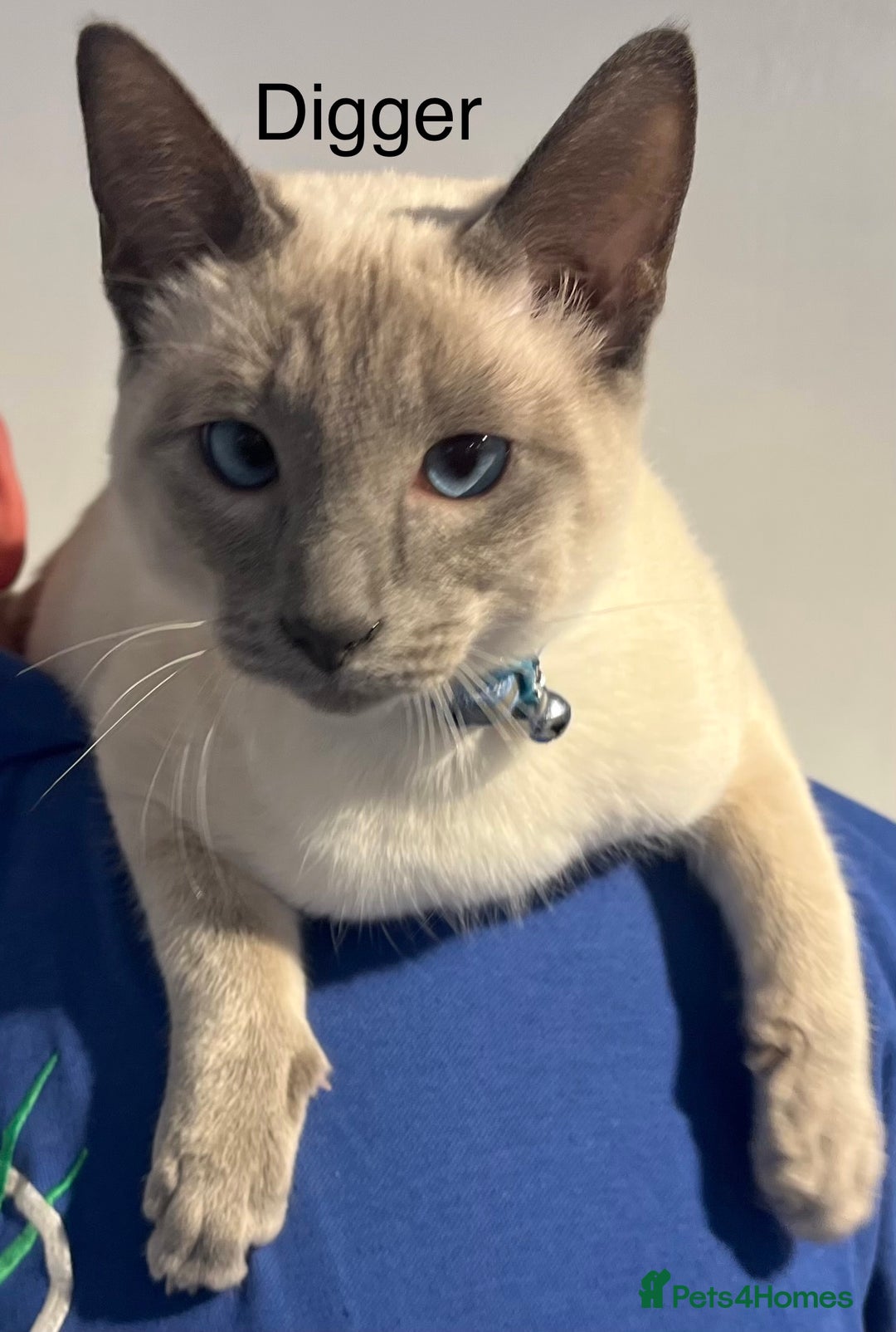 Siamese cats for sale: Blue point Siamese kittens - Advert 4
