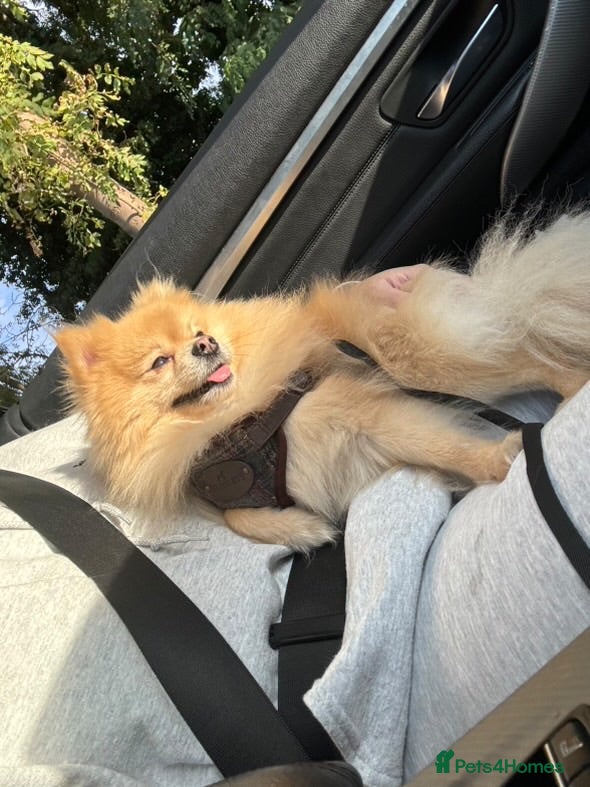 Pomeranian dogs STUD Male Pomeranian - Advert 1
