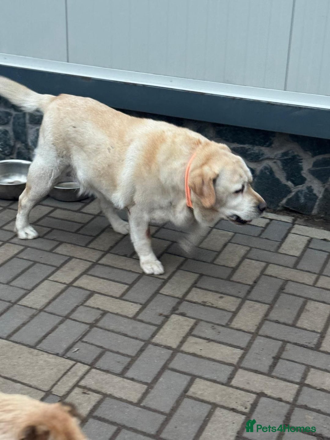 Labrador Retriever dogs for adoption: Gorgeous Trevor seeking a home - Advert 5