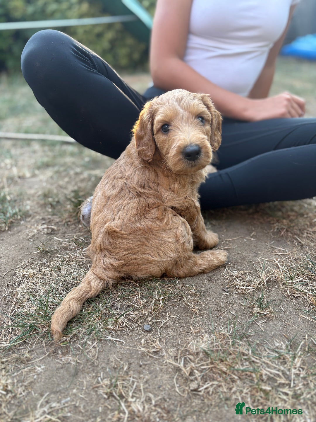 Goldendoodle dogs for sale: Stunning F2B Goldendoodles - Image 39