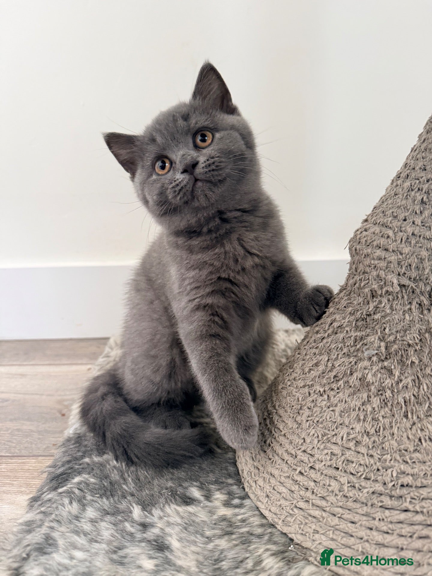 British Shorthair cats  🐱 Adorable bsh kittens looking for loving homes - Advert 2