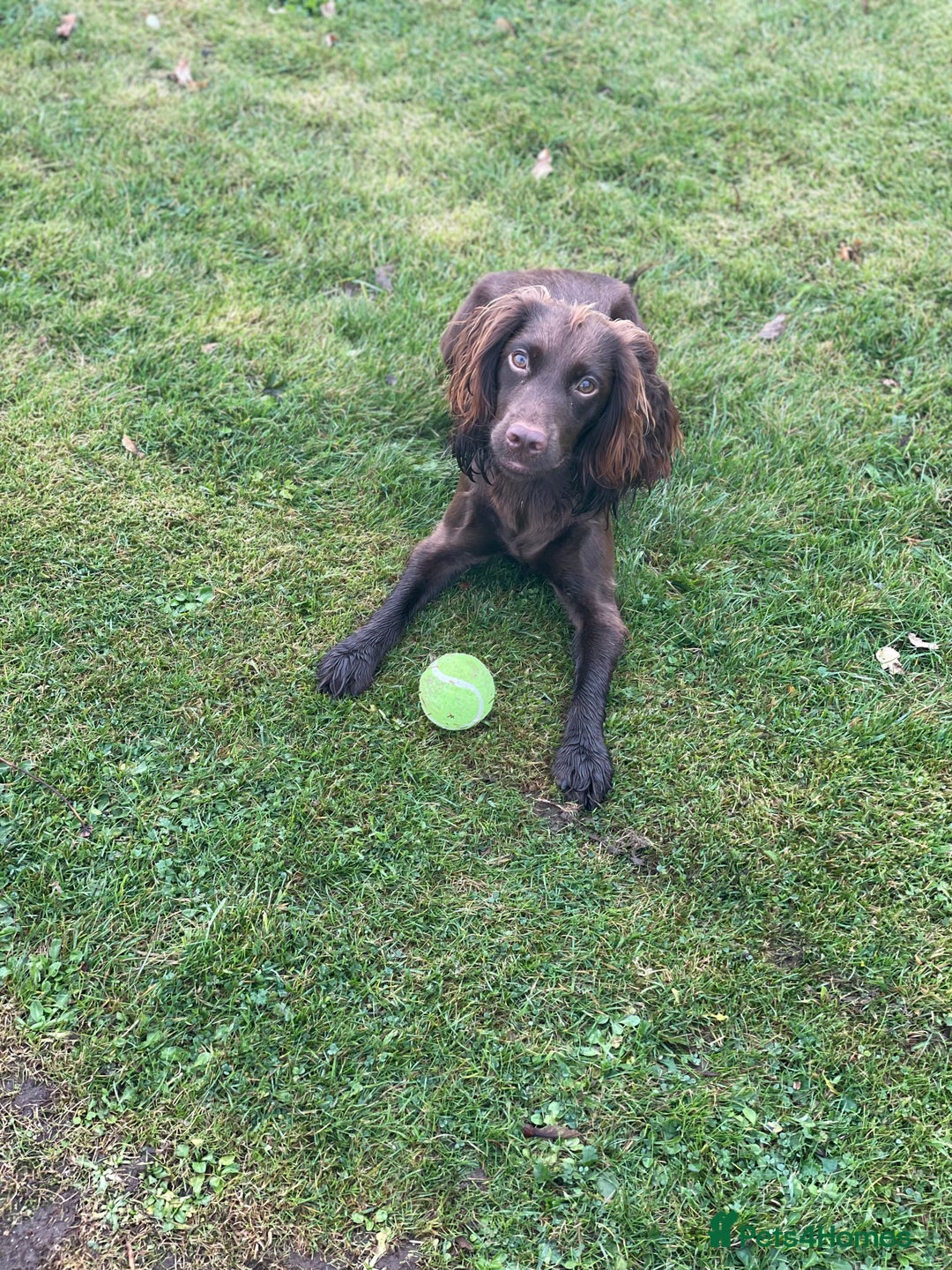 Cockapoo dogs for sale: F1 Cockapoo Puppies  - Advert 7