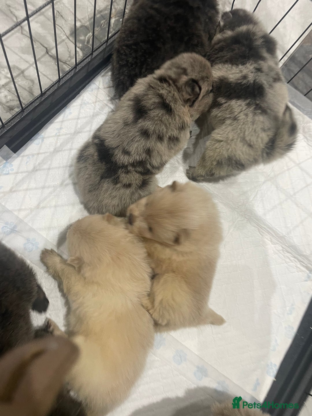 Chow Chow dogs for sale: Chow chow pups - Image 16
