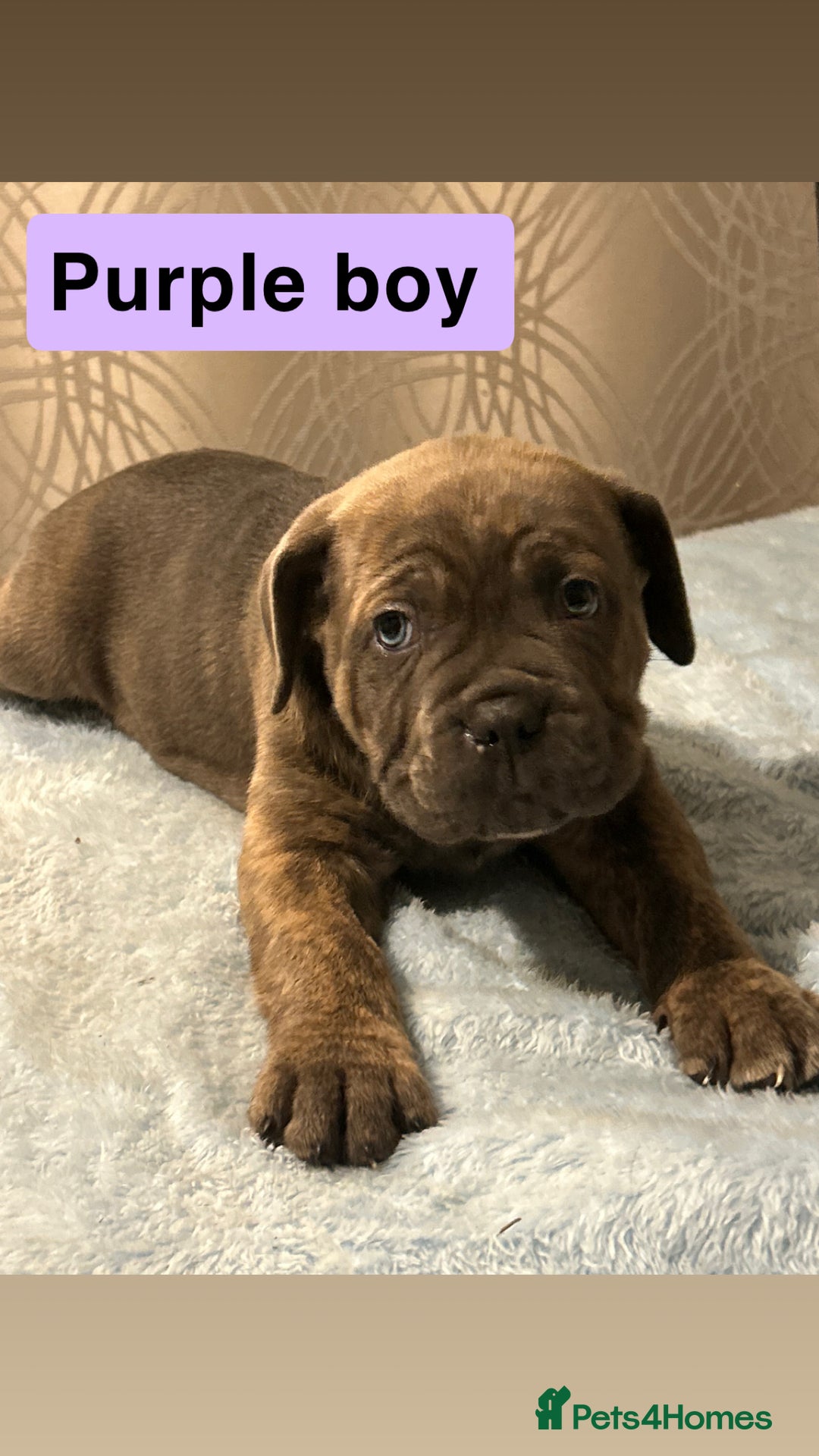 Cane Corso dogs for sale: 🐾 Stunning Cane Corso Puppies Available! 🐾 - Advert 8