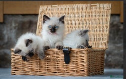 Ragdoll cats for sale: Beautiful Ragdoll Queen - Image 3
