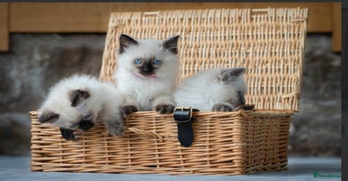 Ragdoll cats - Advert 15