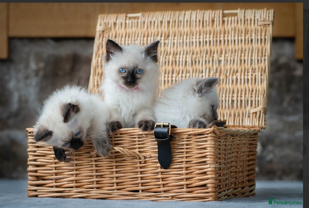 Ragdoll cats for sale: Beautiful Ragdoll Queen - Image 3
