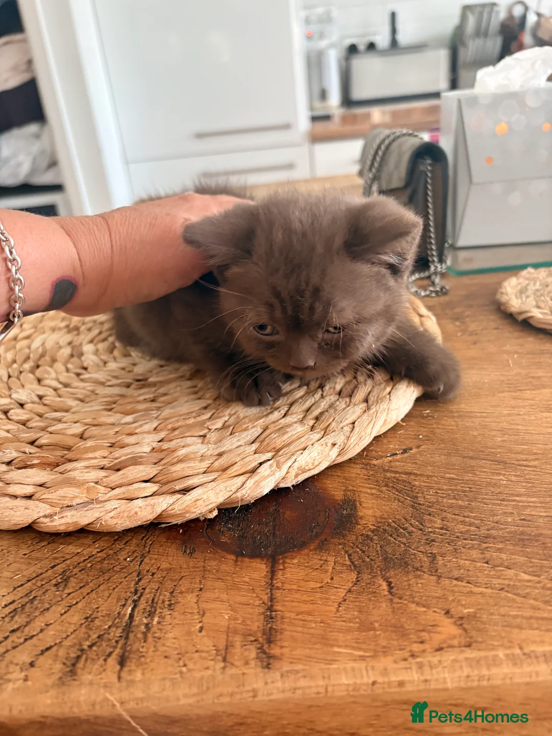 British Shorthair cats for sale: Chocolate British shorthair  - Advert 2