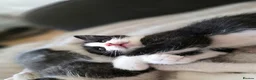 Mixed Breed cats for sale: These are exceptional kittens. - Advert 26